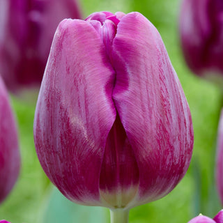 Tulpe - Bullit - Tulipa - Intensiver violetter Blickfang im Beet - 5 Blumenzwiebeln