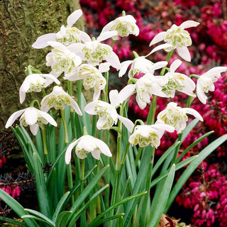 Schneeglöckchen - Hippolyta - Galanthus - Romantische Gartensträuße - 3 Blumenzwiebeln