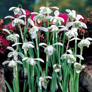 Schneeglöckchen - Jaquenetta - Galanthus - Bildet reizvolle zarte Teppiche