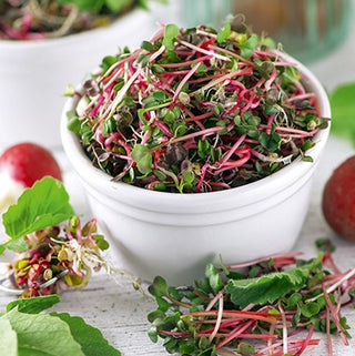Radish Red Coral - Sprouting Seeds - Mildly Spicy, Easy to Care For, Full of Nutrients - Premium Seeds