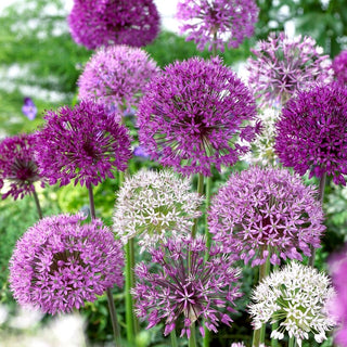 Zierlauch - Mischung - Allium - Wunderschönes Farbenspiel - 3 Blumenzwiebeln