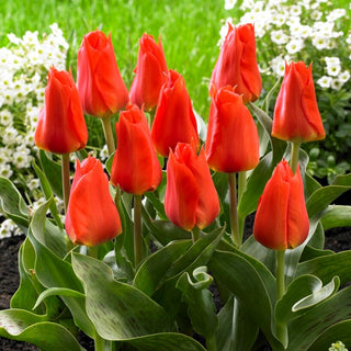 Tulpe - Miramare - Tulipa - Tulpe, die alle Blicke auf sich zieht - 5 Blumenzwiebeln