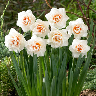 Gefüllte Narzisse - Gay Kybo - Narcissus - Frische Farbe vom Frühlingsanfang - 5 Blumenzwiebeln