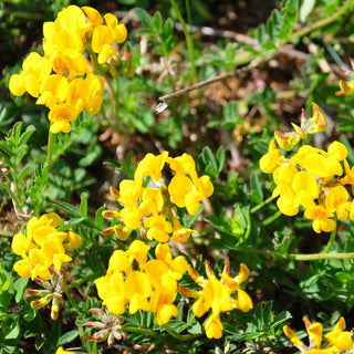 Gewöhnlicher Hornklee - Bienenfreundlich, Bodenverbessernd - Lotus corniculatus - 1 kg