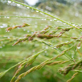 Rotschwingel - Relevant - Trockenheitsresistent, Halbschattenverträglich - Festuca rubra - 5 kg