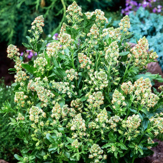 Duft-Resede - Mischung - Bunte Blüten, Angenehmer Süßer Duft - Reseda odorata - Premium-Saatgut