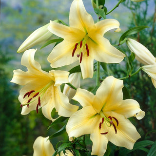 Baum-Lilie - Honeymoon - Lilium - Zentraler Blickfang im Beet oder im Garten