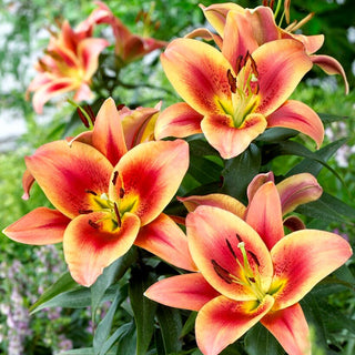 Baum-Lilie - Montego Bay - Lilium - Auffällige Lilie für Sommerbeete