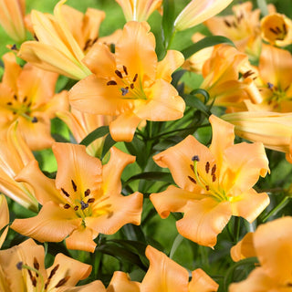 Baum-Lilie - Saltarello - Lilium - Helles Orangefarbenes Sommerleuchten