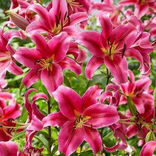 Baum-Lilie - Sensi - Lilium - Edle Rosa Blüten im Garten