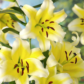 Baum-Lilie - Conca D'or - Lilium - Gelb-weiße trichterförmige Blüten