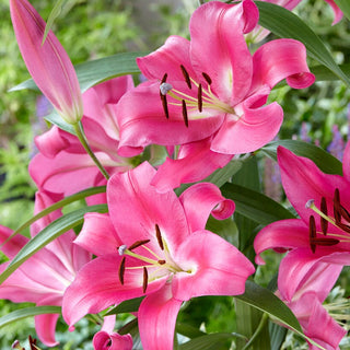 Baum-Lilie - Robina - Lilium - Dauerblühend den ganzen Sommer
