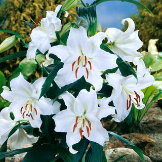 Orientalische Lilie - Casa Blanca - Lilium - Lang blühende orientalische Schönheit