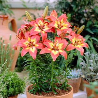 Asiatische Lilie - Forever Linda - Lilium - Schafft eindrucksvolle Sommerarrangements