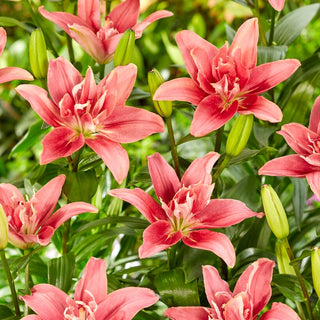 Lilien - Double Lady - Lilium - Auffallend und robust im Garten