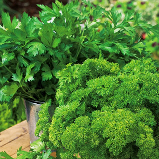 Parsley - A Selection of Varieties - Vitamin and Mineral Bomb - Premium Seeds