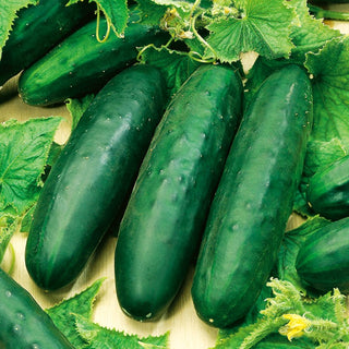Cucumber Marketmore - Tasty, Easy to Grow, Disease-Resistant, Perfect for Salads - Premium Seeds
