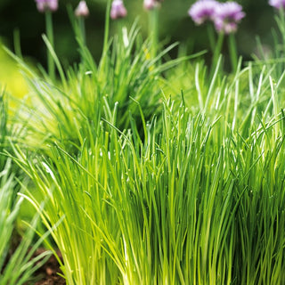 Chives - Delicate Flavour, Easy to Grow, Frost-Resistant - Premium Seeds