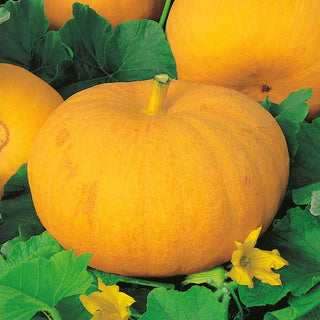 Pumpkin Gele Reuzen - Variety with Impressive Fruit Size and Juicy Yellow Flesh - Cucurbita maxima - Premium Seeds