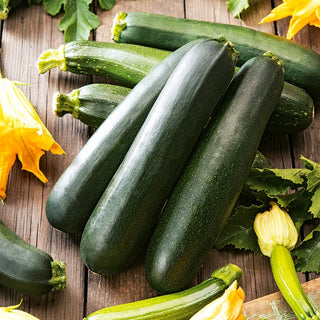 Courgette Nero di Milano - Tasty and Abundant Harvests, Long Harvesting Period - Premium Seeds