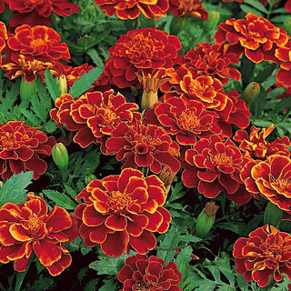 Studentenblume Red Cherry - Blüht Den Ganzen Sommer Bis Herbst - Tagetes patula nana - 1 kg
