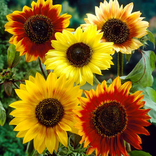 Sonnenblumen Autumn Beauty - Große Blütenkörbe In Warmen Farben - Helianthus annuus - Großpackung - 100 g