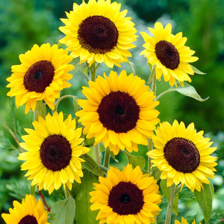 Sonnenblume Henry Wilde - Leichte Kultivierung, Schnelles Wachstum Bis 200 Cm - Helianthus annuus - XXL-Packung - 1 kg