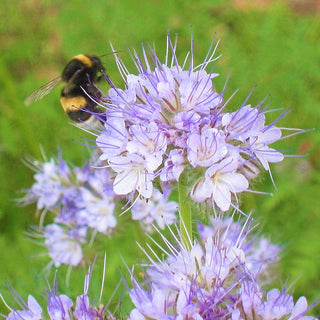 Phacelia - Beste Bienenweide, wunderschöne blaue Blüten - Phacelia tanacetifolia - Großpackung - 1 kg
