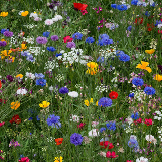 Bienenweide - mischung - Wertvolle Bienenweide, fördert die Artenvielfalt - Großpackung - 1 kg