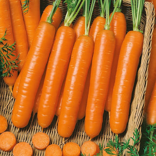 Möhre Berlikumer 2 - Hohe Erträge, robust und lecker - XXL-Packung - 500 g