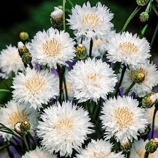 Cornflower White - Easy to Grow, Decorative, Ideal for Arrangements and Bouquets - Centaurea cyanus - Premium Seeds