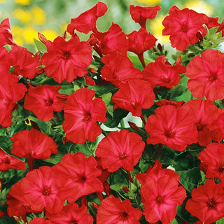 Four O'Clock Red - Elegant Beauty with a Pleasant Fragrance - Mirabilis jalapa - Premium Seeds