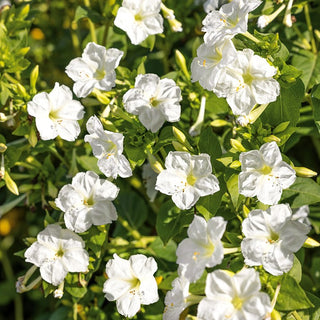Four O'Clock White - Elegant Decoration for Borders, Attracting Butterflies - Mirabilis jalapa - Premium Seeds