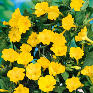 Four O'Clock Yellow - Stunning Evening-Scented Flowers - Mirabilis jalapa - Premium Seeds