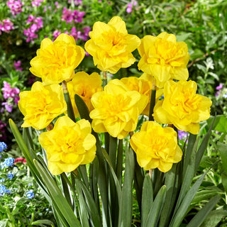 Narzisse - Yellow Dream - Narcissus - Goldener Akzent in jedem Beet - 5 Blumenzwiebeln