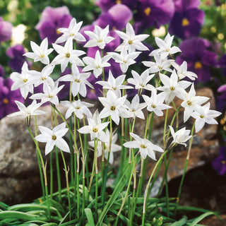 Sternblume - White Star - Ipheion - Zarter Duft, bezauberndes Weiß - 10 Blumenzwiebeln