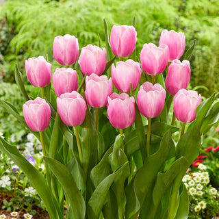 Tulpe - Argos - Tulipa - Pastellrosa der Romantik - 5 Blumenzwiebeln