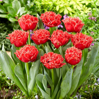 Tulpe - Bendigo - Tulipa - Lebendige Farben des Frühlingsgartens - 5 Blumenzwiebeln