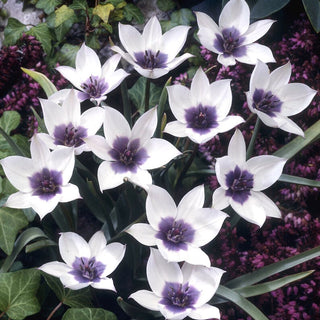 Tulpe - Alba Coerulea Ocul - Tulipa - Kompakte Tulpe für Töpfe - 5 Blumenzwiebeln