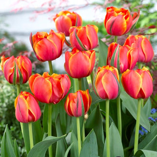 Tulpe - Queensday - Tulipa - Intensiv, gefüllt und dicht - 5 Blumenzwiebeln