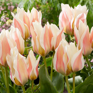Tulpe - Serano - Tulipa - Klassisch gefüllte rote Blüten - 5 Blumenzwiebeln