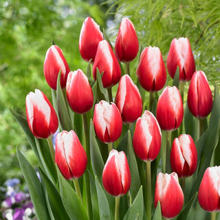 Tulpe - Timeless - Tulipa - Gefüllte Blüten Klassische Form - 5 Blumenzwiebeln