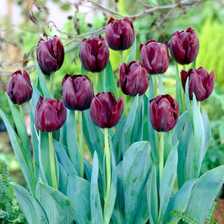 Tulpe - Blackjack - Tulipa - Verleiht dem Garten eine besondere Farbe - 5 Blumenzwiebeln