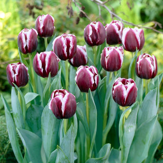 Tulpe - Jackpot - Tulipa - Auffällige Tulpe für jeden Garten - 5 Blumenzwiebeln