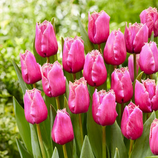 Tulpe - Louvre - Tulipa - Gefranste Blüten, Leichtigkeit und Farbe - 5 Blumenzwiebeln