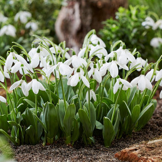 Schneeglöckchen - Mount Everest - Galanthus - Erstes Weißes Leuchten im Garten - 3 Blumenzwiebeln