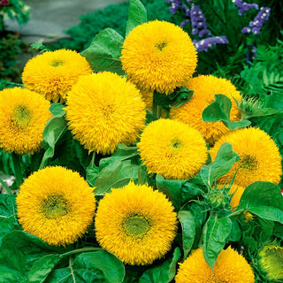 Sonnenblume Teddy Bear - Gefüllte Blüten, Flauschige Optik, Perfekt Für Töpfe - Helianthus annuus - Großpackung - 100 g