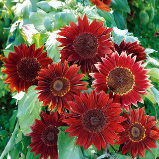 Sunflower Moulin Rouge - Instant Transformation of Borders - Helianthus annuus - Premium Seeds