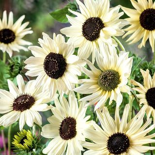 Sonnenblume Italian White - Auffälliger Blickfang, Perfekt Für Blumensträuße - Helianthus debilis - 100 g