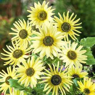 Sonnenblume Italian Green Heart - Außergewöhnliche Grüne Prachtblüten - Helianthus debilis - 100 g